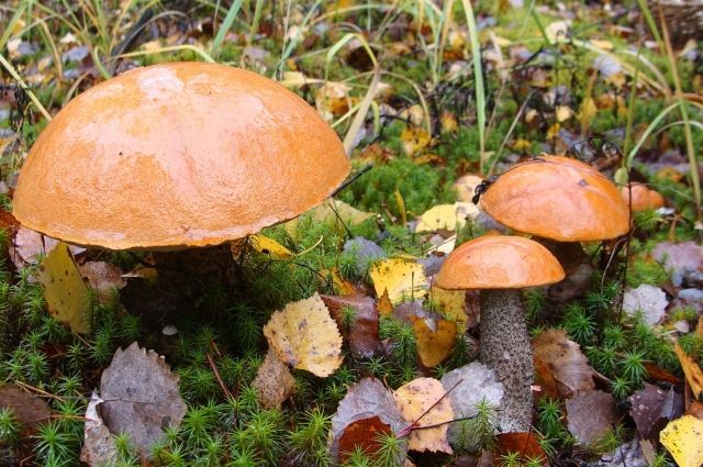 В Тульском регионе выявлен один случай отравления съедобными грибами