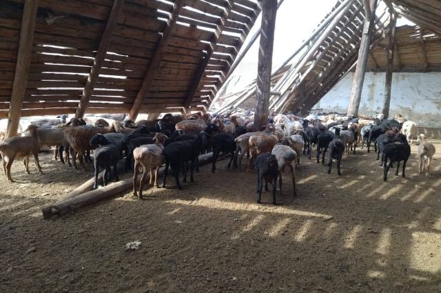 Житель Украины пытался нелегально провести стадо коз в Ростовскую область