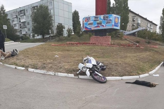 Мотоциклист сбил собаку насмерть под Саратовом