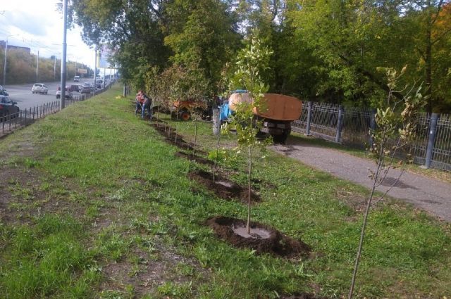 В Советском округе Омска высадили 150 крупномерных деревья и кустарников