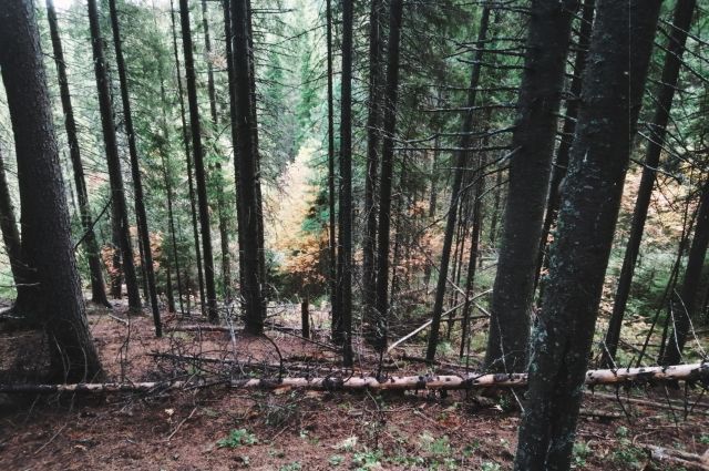 В лесах Югры продолжают теряться люди
