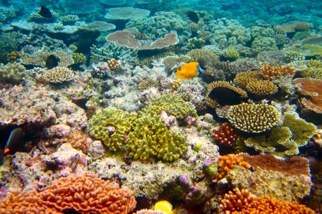 Экологи предупредили о возможности исчезновения Большого барьерного рифа