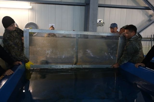 Почти 2 млн сеголеток кижуча выпустили на пастбища рыбзавода Камчатки