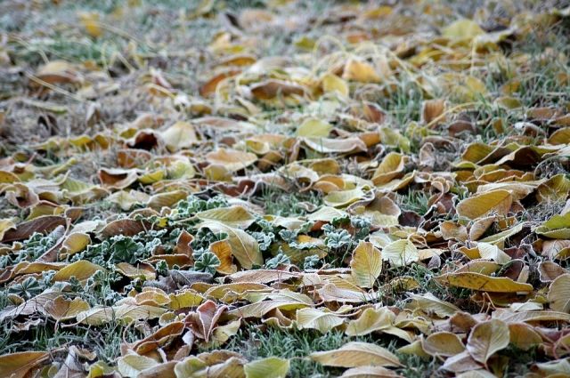 В южных районах Хабаровского края ожидаются заморозки