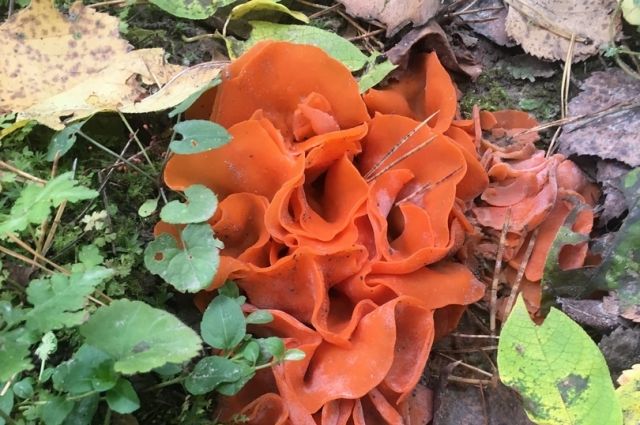 В лесу Новосибирской области обнаружили редкий «апельсиновый» гриб
