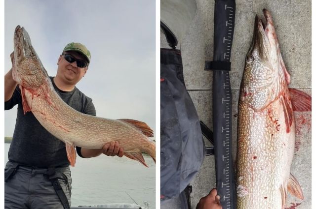 Рыбак из Новосибирска поймал щуку длиной в один метр в Оби