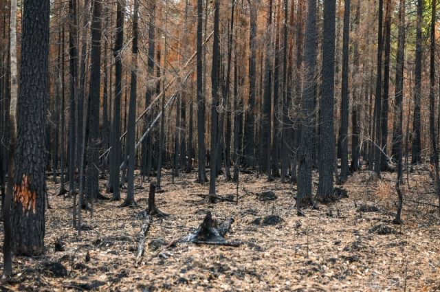 Greenpeace считает 2021 год рекордным по площади лесных пожаров в России
