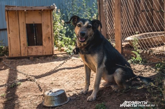 Жители Гречевского района могут лишиться свободы за жестокое избиение собаки. 