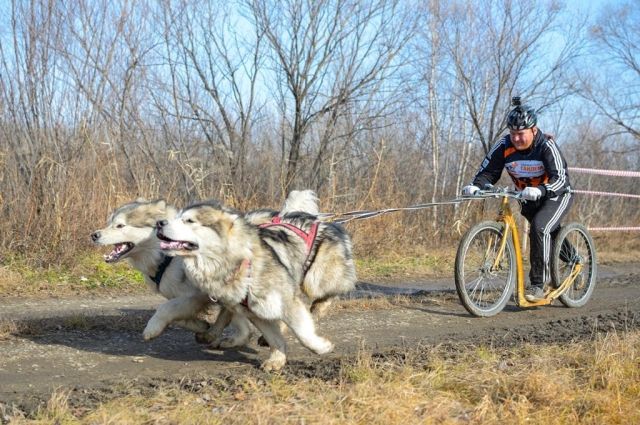 В Комсомольске-на-Амуре пройдет чемпионат по ездовому спорту