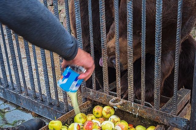 Медведей откармливают кашей по особому рецепту – с медом и орехами.