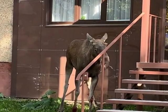 Жители одного из городов Башкирии обнаружили на улице раненного лося Жители одного из городов Башкирии обнаружили на улице раненного лося