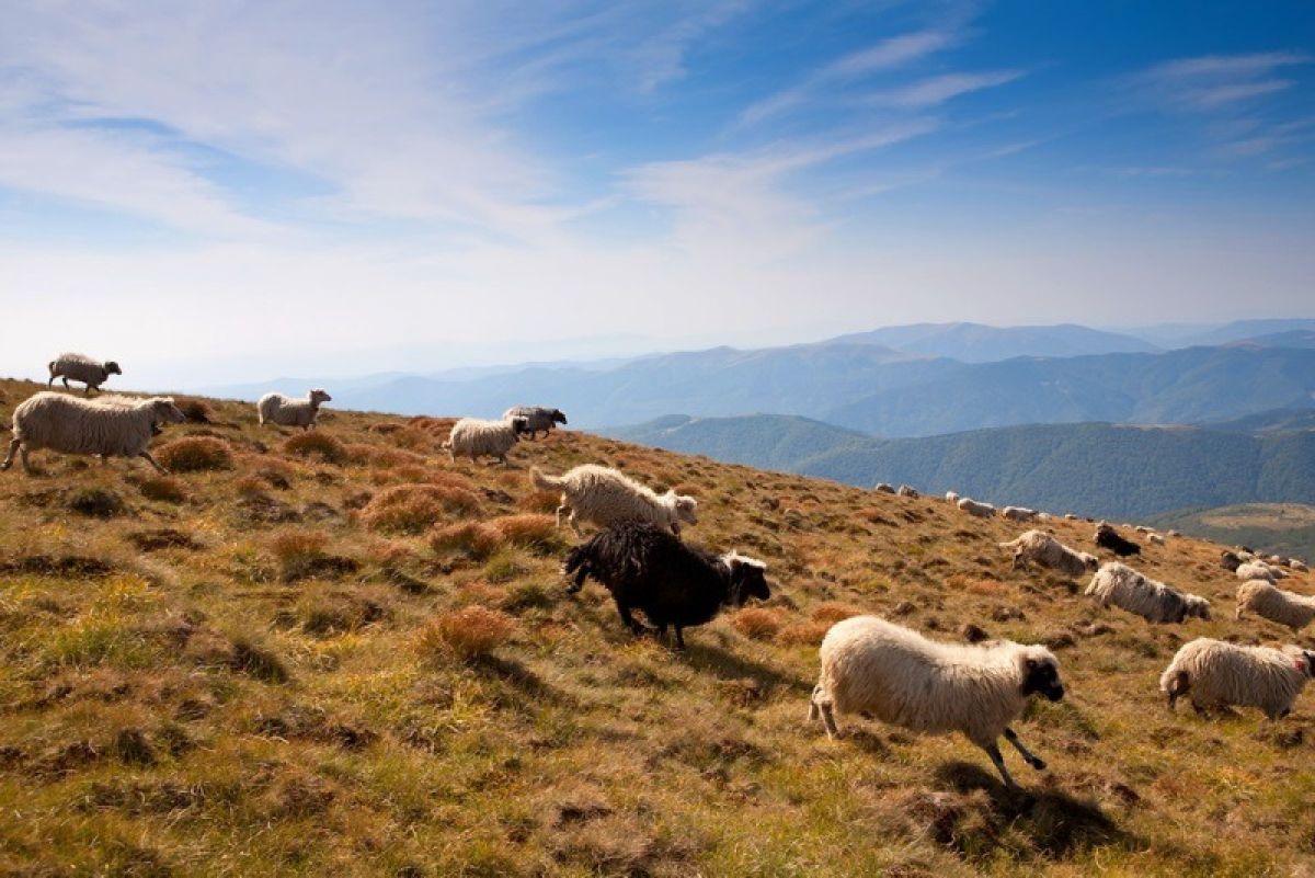 Дагестан овцы в горах