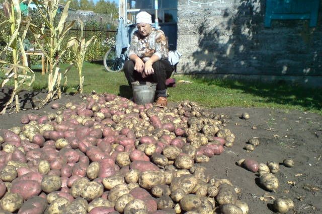 Картошкина болезнь. Урожай картофеля разочаровал дачников Иркутской области