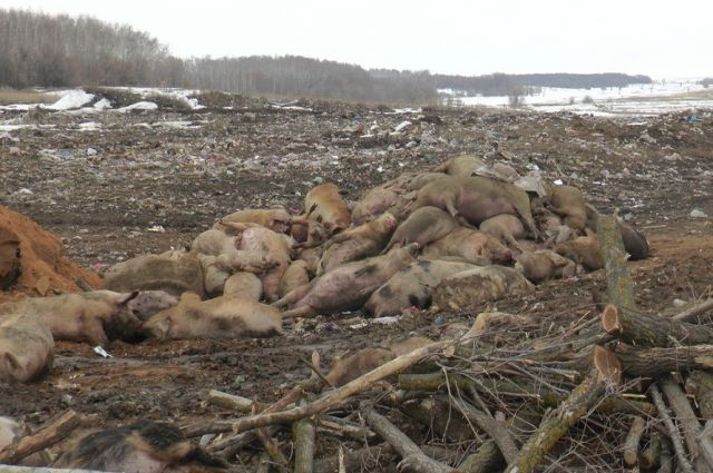 В Вельском районе Архангельской области отменили карантин по чуме свиней