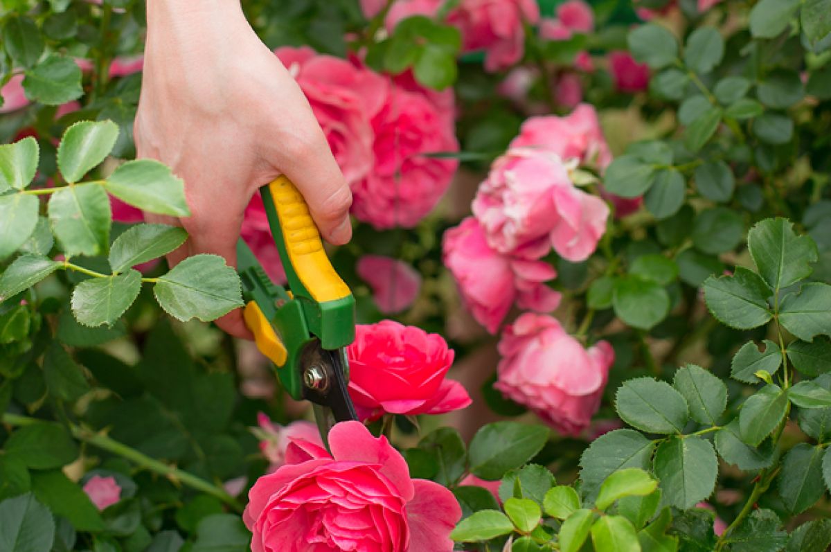 Как правильно обрезать розы весной после зимовки фото