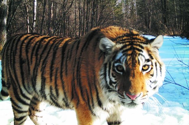 В Ленинградский зоопарк приехала тигрица из Красноярского края