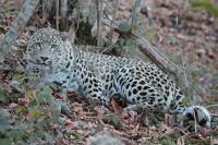 В Северной Осетии выпустили трёх леопардов