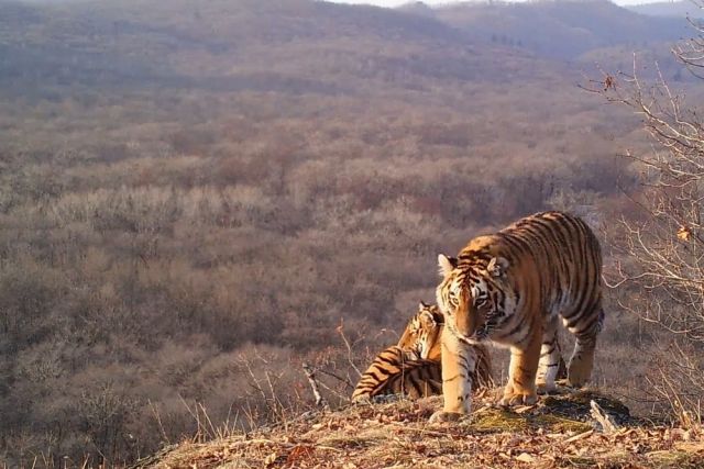 Праздник в честь амурского тигра прошел во Владивостоке