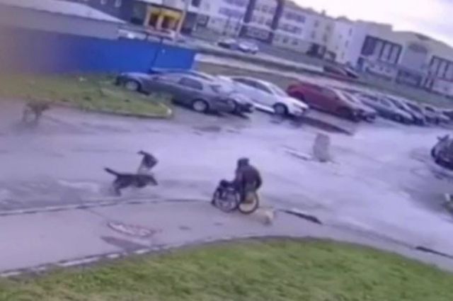 В Ульяновске стая дворняг атаковала инвалида и его собаку