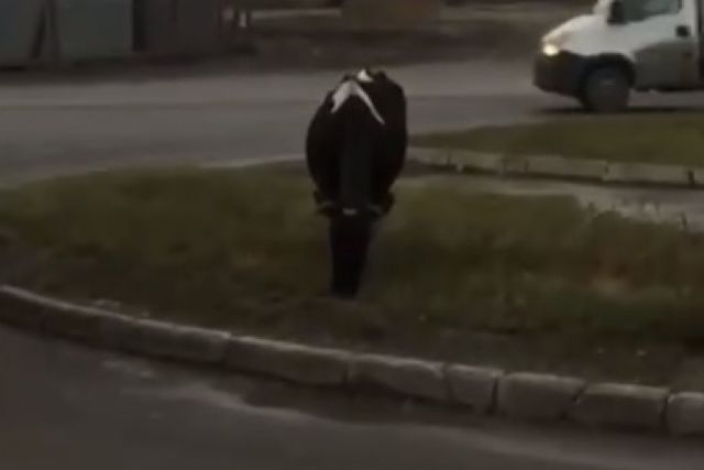 В Новосибирске сняли на видео пасущуюся корову на круговом перекрестке