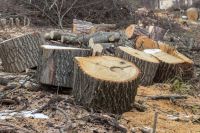 В центре Оренбурга администрация южного округа высадит новые деревья по решению суда. 