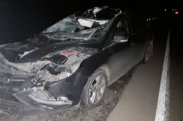 В Удмуртии водитель иномарки пострадал в ДТП с лосем
