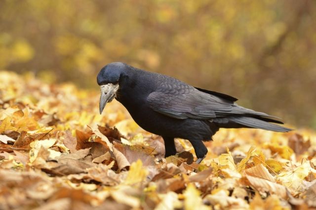 Стала известна причина массовой гибели птиц в Новосибирской области