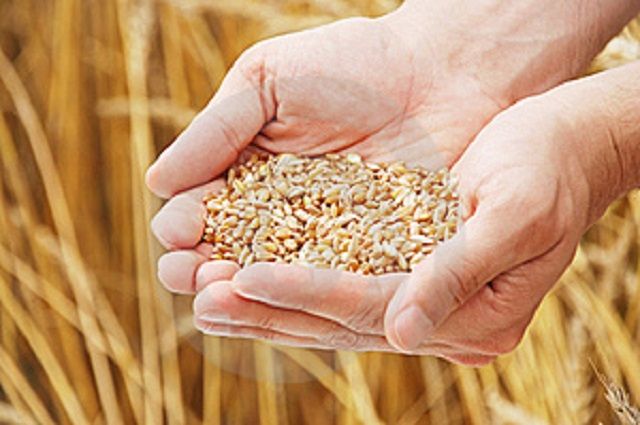 На 24% меньше урожая зерна собрали в Свердловской области