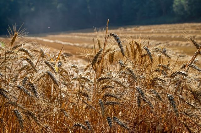 Эксперты высоко оценили пшеницу из Ростовской области