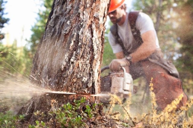 В Хабаровском крае незаконно вырубили деревьев на 1,5 млн