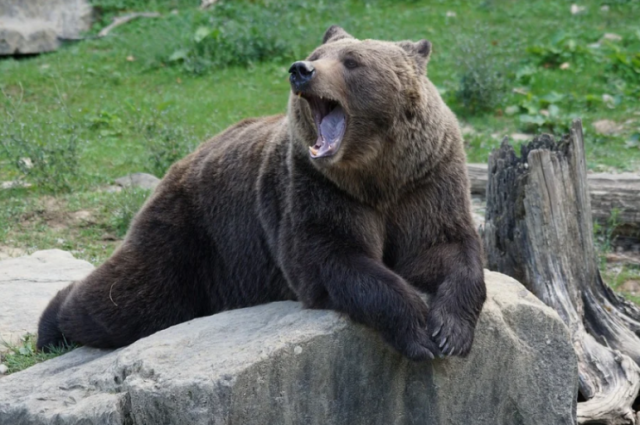 Летом в заповеднике насчитывают около сотни медведей, но на зиму они уходят в спячку за территорию заповедника.