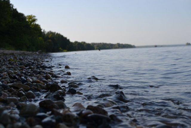 В Ярославле берег Волги покрылся странными водорослями