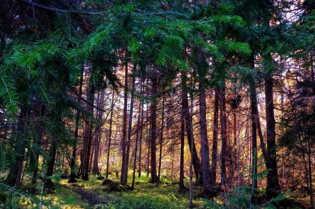 В лесу Ханты-Мансийского района пропала женщина
