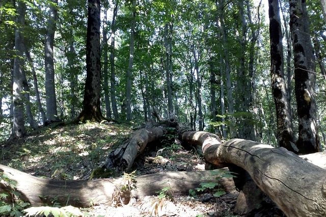 Пропавшую в лесу в Ханты-Мансийском районе женщину нашли мёртвой