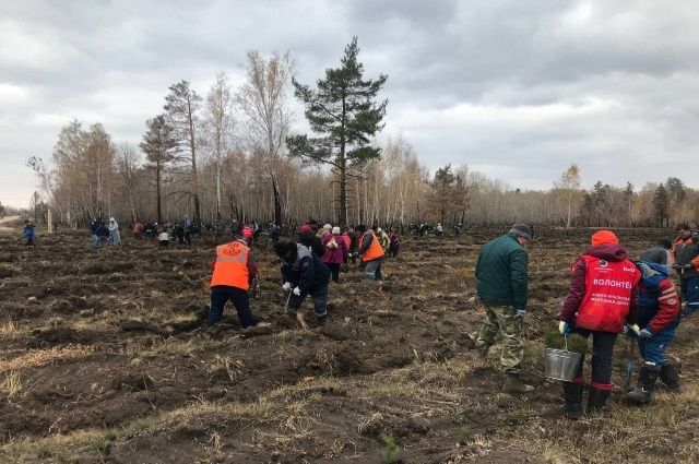 На месте лесного пожара в Челябинской области начали высаживать деревья