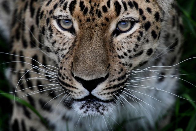 Леопард по кличке Великоросс в Приморском сафари-парке.