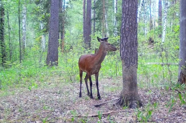 В Окском заповеднике фотоловушка впервые засняла благородного оленя