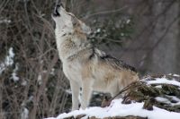 В этом году утверждённое для отстрела число волков – 270 особей.  