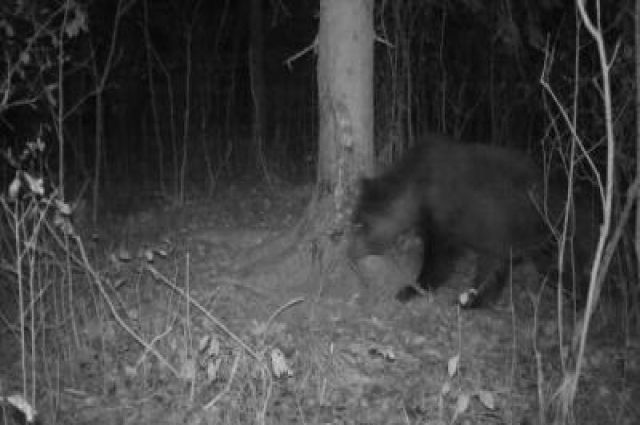 В рязанских лесах водится медведь: косолапый попался в объектив фотоловушки