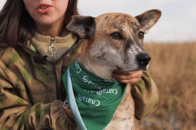 #БериКормиЛюби: иркутяне могут передать в «Слату» корм для собачьего приюта