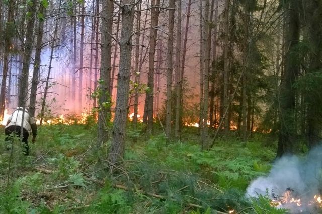 Грибники устроили пожар в лесу под Саратовом