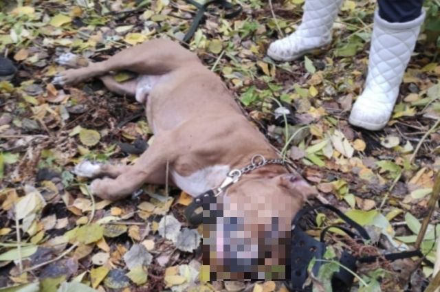 В Новосибирске неизвестные задушили собаку в микрорайоне «Родники»