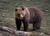 Гризли — подвид бурого медведя (Ursus arctos), обитающий преимущественно на Аляске и в западных районах Канады. Обычно медведи гризли избегают встреч с человеком, однако если контакт произошёл, то он несёт огромную опасность для человека. Особенно опасны медведи гризли, если их потревожить во время еды или в то время, когда рядом находятся самка с потомством