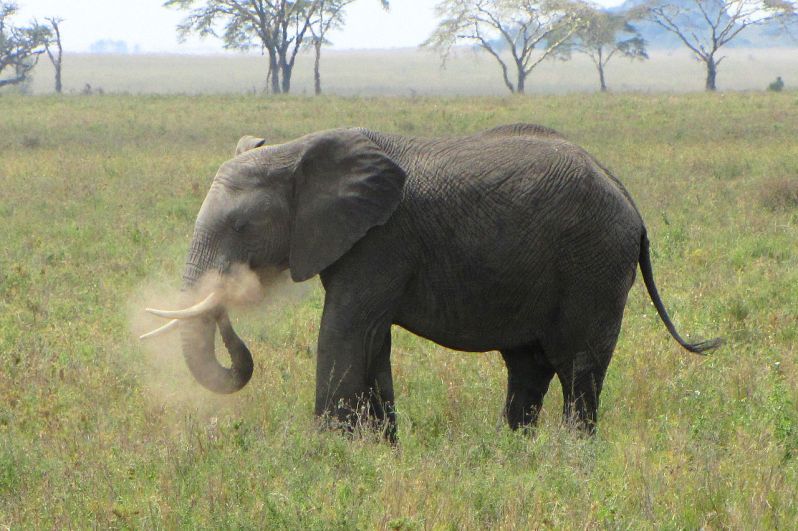 Африканский слон. Слон обладает отличным слухом и обонянием, и наиболее опасен в период брачных игр, так как уровень тестостерона возрастает в 60 раз. От слонов ежегодно гибнет от 500 до 600 человек. При атаке слон защищает себя или свою семью. Этот гигант может принять человека за опасность, если тот подойдёт слишком быстро или, например, окажется между детёнышем и матерью