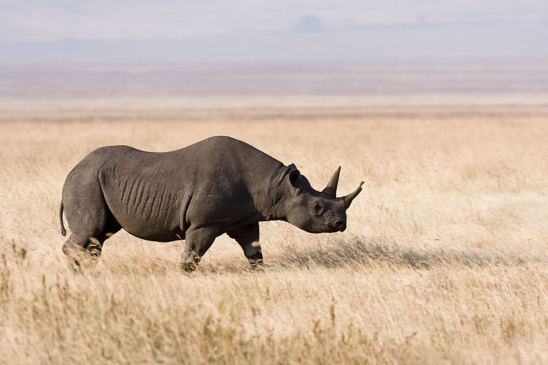 Носорог обладает прекрасным слухом и обонянием. Трёхтонный самец чёрного носорога ничего не видит уже на расстоянии 7 метров. Зато имеет длинный и острый рог. Это смертельное оружие он готов пустить в ход против любого противника, который оказывается у него на пути
