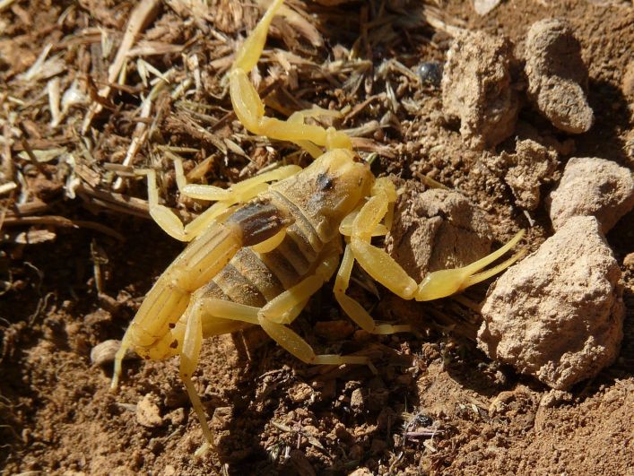 Скорпион Лейурус небольшой по размеру, проживает в Африке и в странах Ближнего Востока, и когда он укусит, то жертву ждёт сильнейшая боль, паралич и летальный исход