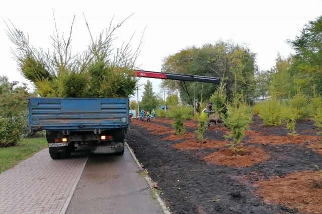 В Новобурасском лесопитомнике выкапывают деревья для Саратова