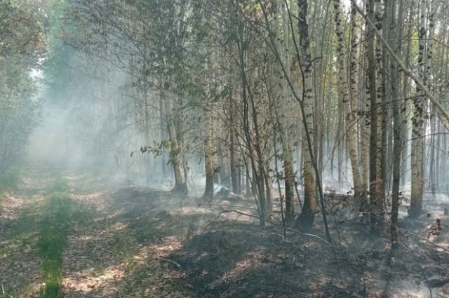 В Называевском районе Омской области горел лес
