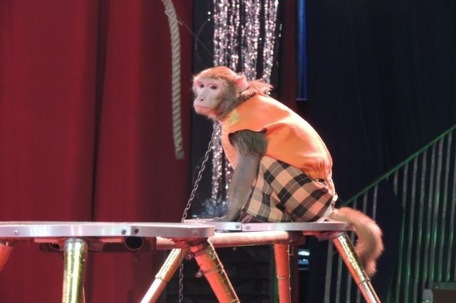 Из-за нападения обезьяны на ребенка нижнетагильский цирк проверяет СКР