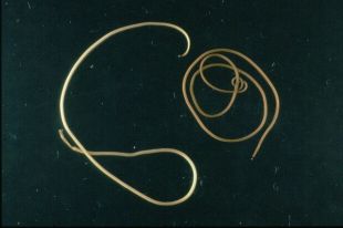 Pinworm széles teniszféreg